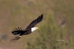 Alaska;Animals-in-the-Wild;Bald-Eagle;Birds-of-Prey;Eagle;Flying-Bird;Haliaeetus
